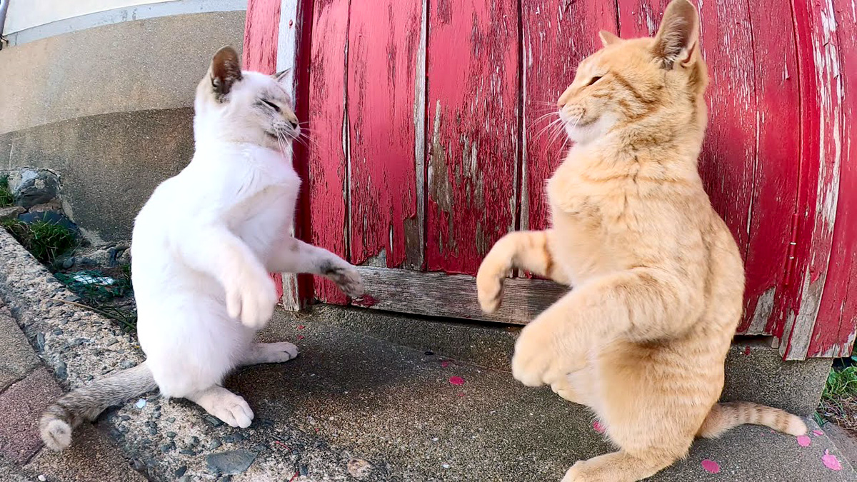 ボクシングする猫達