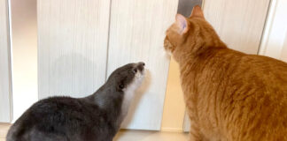 玄関が気になるカワウソと猫