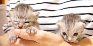 抱っこされる子猫達