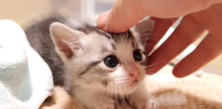 撫でられる子猫