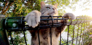 フェンスをよじ登る猫