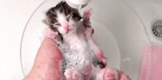 初めてお風呂に入る子猫