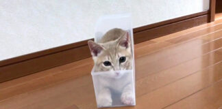 フィットする子猫