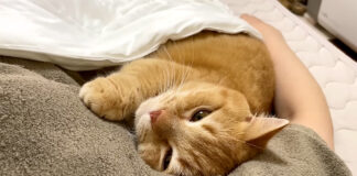 腕の中で眠る猫