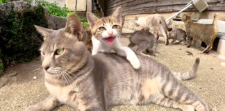 グイグイ来る子猫