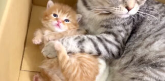 猫の親子