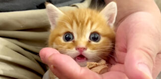 離乳食を食べる子猫