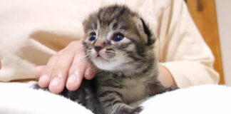 膝の上の子猫