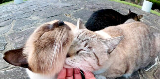 撫でられる猫達