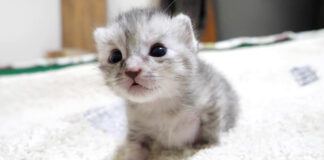 不安そうな子猫