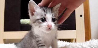 撫でられる子猫