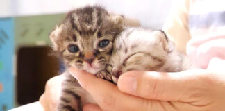 膝の上の子猫達