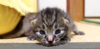 ヨチヨチ歩く子猫