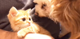 犬見知りする子猫