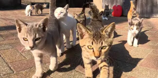 押し寄せてきた子猫達