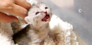 大きな声で鳴く子猫