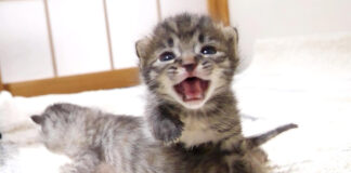 ミルクが飲みたい子猫