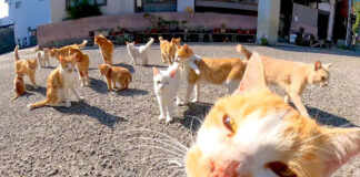 絡んできた猫達