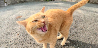 話しかけてくる猫