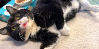 クシャミにビックリする猫