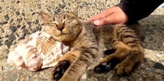 巻貝を枕にしてリラックスする猫