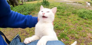 撫でられる猫