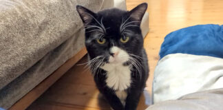 手を揃えてモジモジする猫