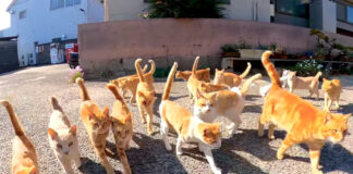 ついてくる猫達