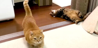 近づいてくる猫