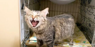 保護された妊娠猫