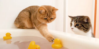 お風呂で遊ぶ猫達