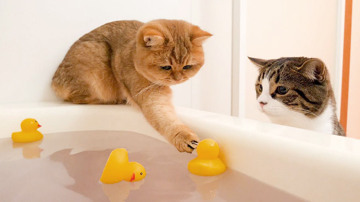 お風呂で遊ぶ猫達