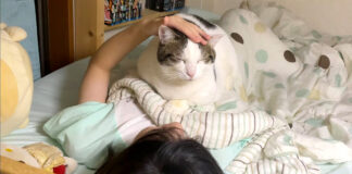 撫でられる猫