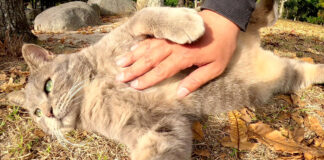 お腹を撫でられる猫