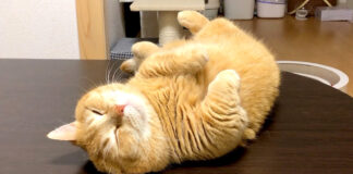 寝転がる猫
