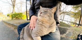 膝に乗る猫