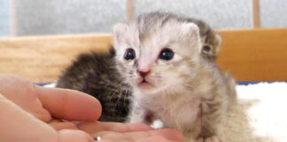 ミルクを催促する子猫
