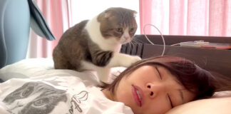 起こす猫