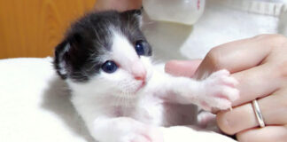 手を添える子猫