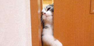 隙間から入ろうとする子猫