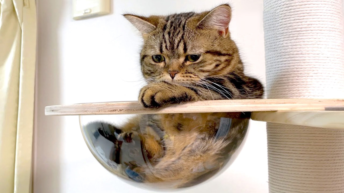 透明ボウルに座る猫