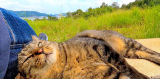 くつろぐ猫