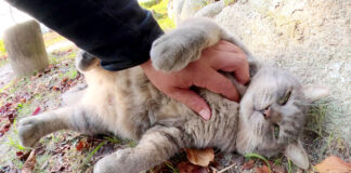 撫でられる猫