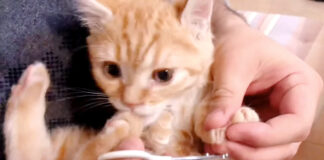 爪を切る子猫