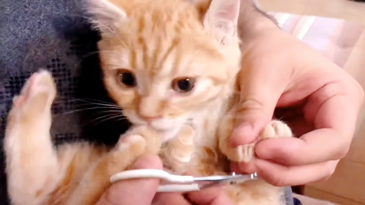 爪を切る子猫