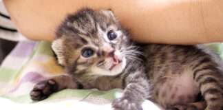 羨ましそうな子猫