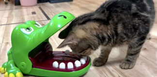 ワニで遊ぶ子猫