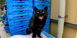 呼び止める猫