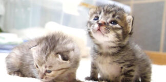 お腹をいっぱいにした子猫達