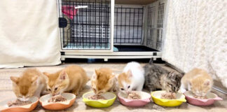 ご飯を食べる子猫達